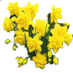 The Yellow daffodil is a symbol of hope and support to all who have fought or still fighting cancer.